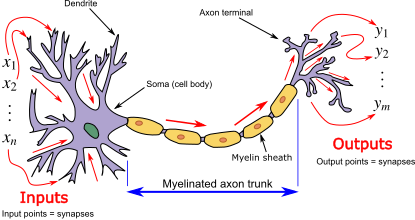 Analogia tra neurone biologico e artificiale